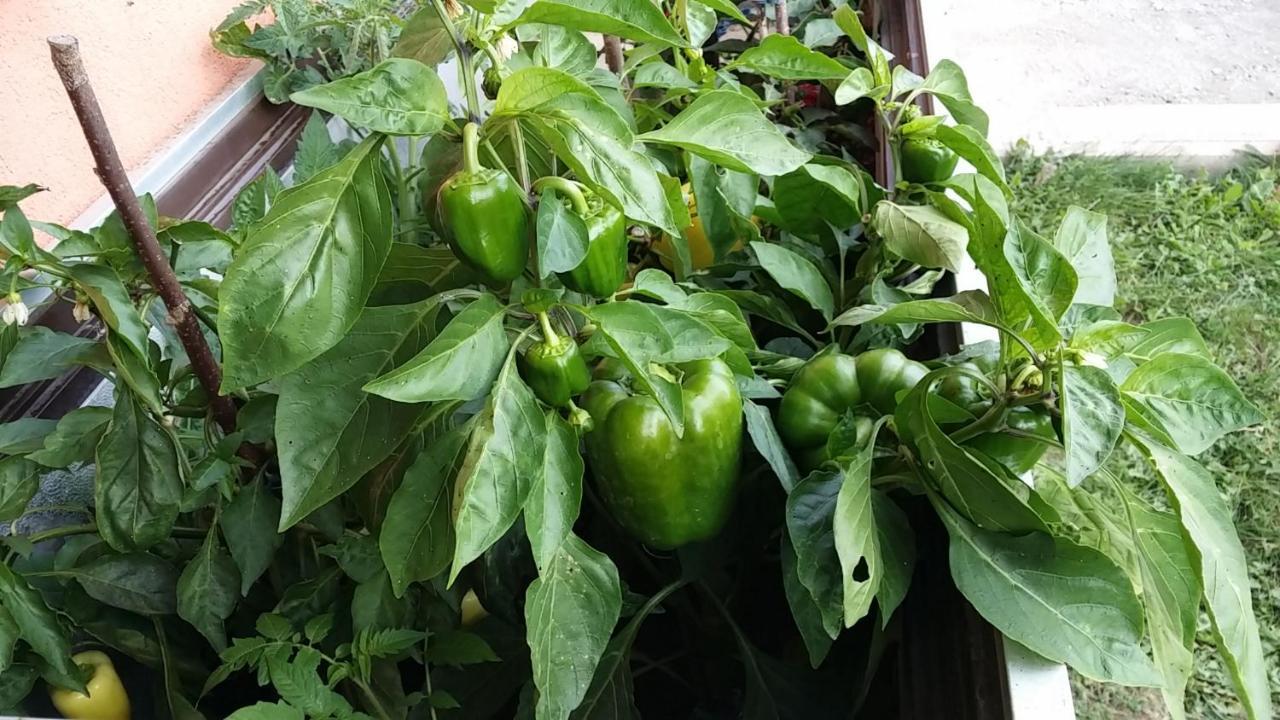 Ferienwohnungen Oranhof 벨덴암워스에르시 외부 사진